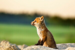 Hintergrund, Fuchs, Natur