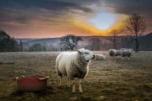 natuur, schapen, zonsondergang