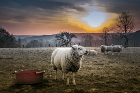 naturaleza, oveja, puesta de sol