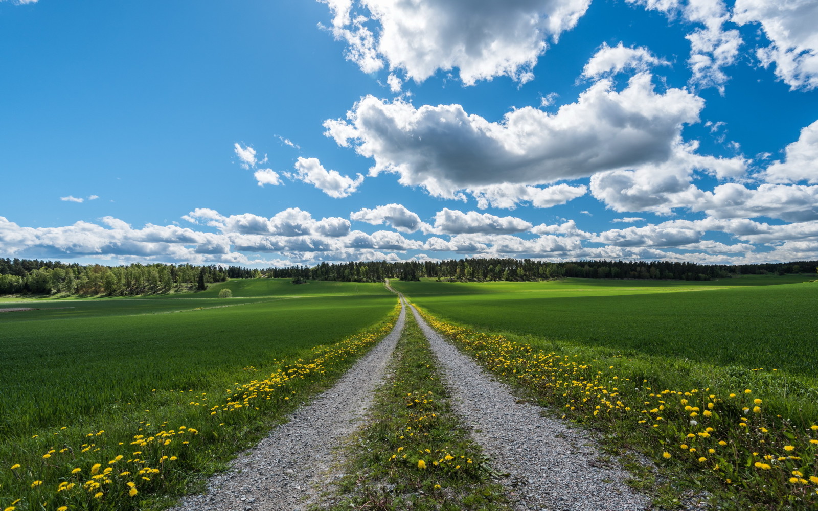 sommar, väg, fält