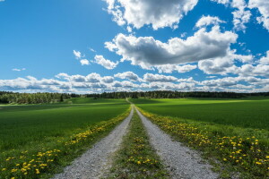 champ, route, été