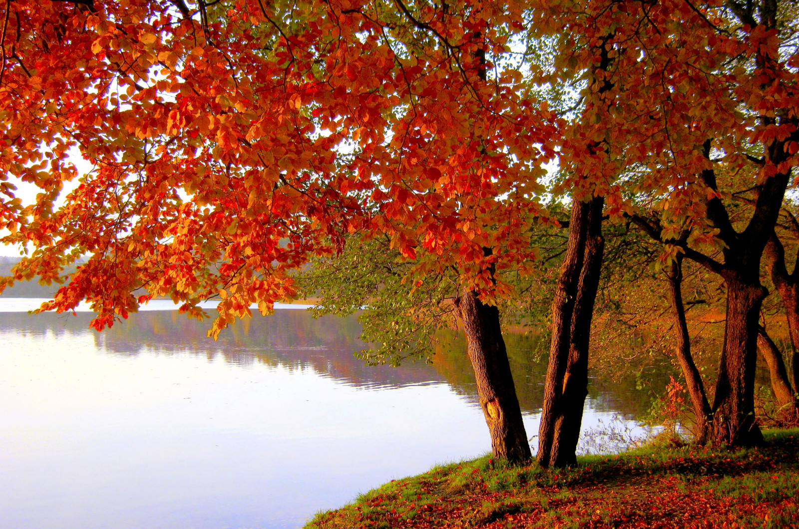 jesień, Park, jezioro, drzewa, pozostawia, staw, Szkarłatny