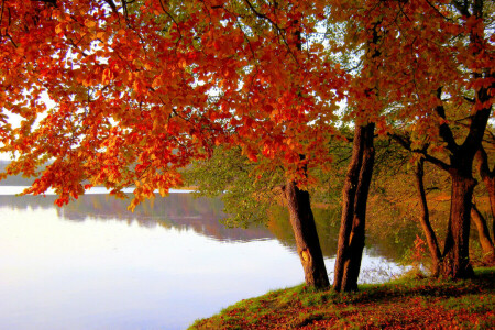 l'automne, Lac, feuilles, parc, étang, Le cramoisi, des arbres