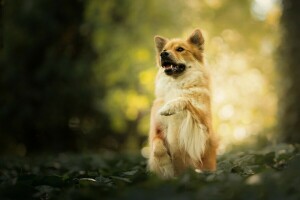 bokeh, pes, labka, stáť, eurasier