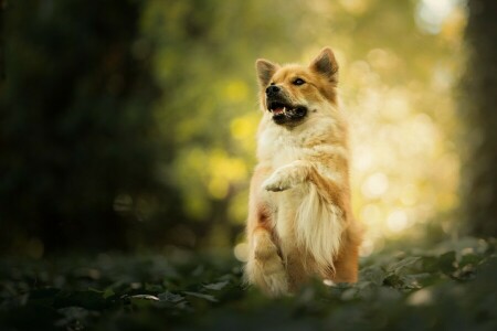 bokeh, hund, Tass, stå, eurasieren