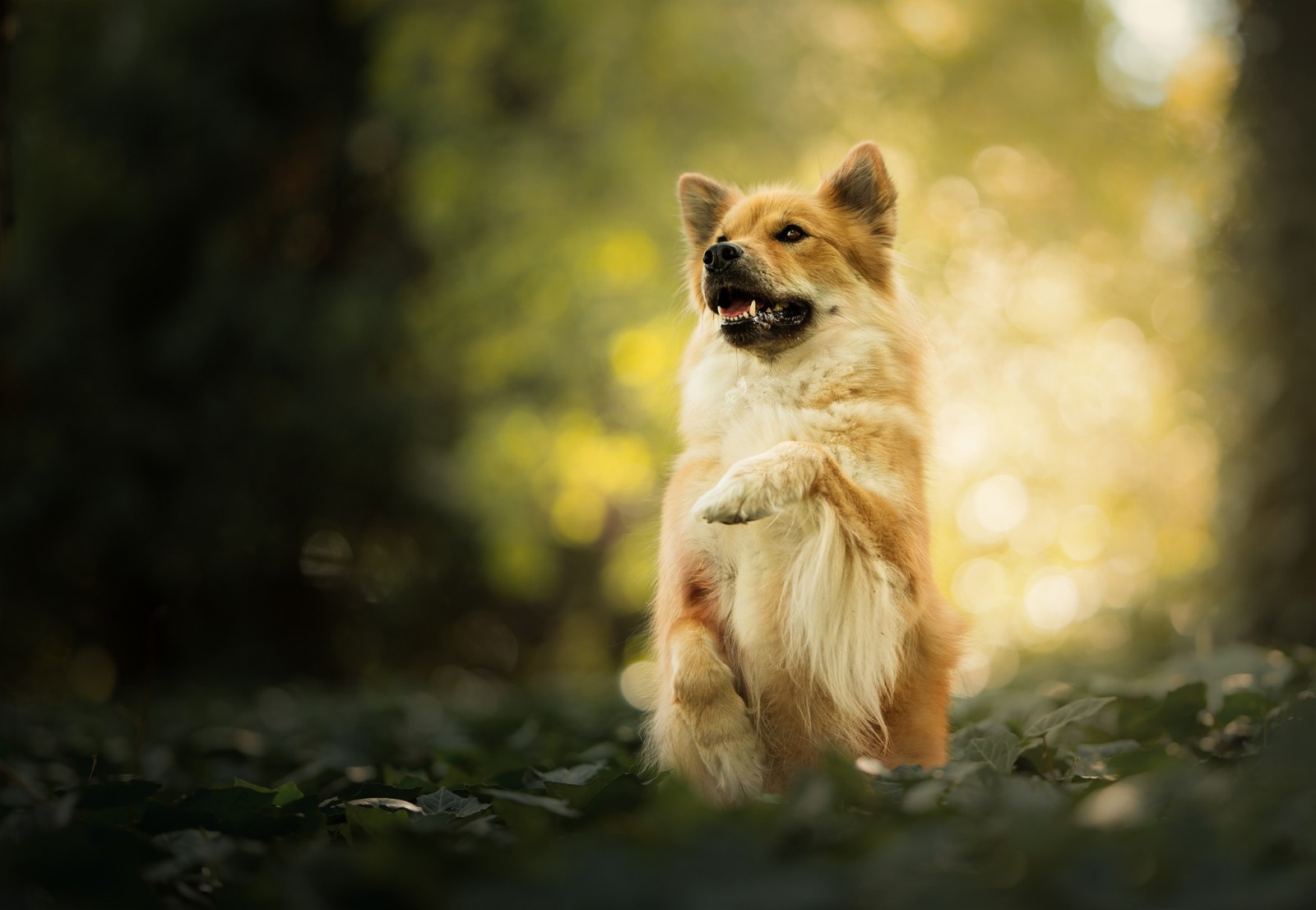 pes, bokeh, labka, stáť, eurasier