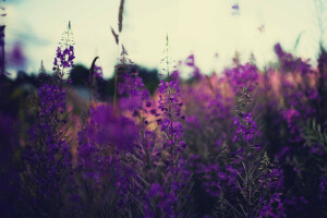 campo, flores, lavanda, tallos