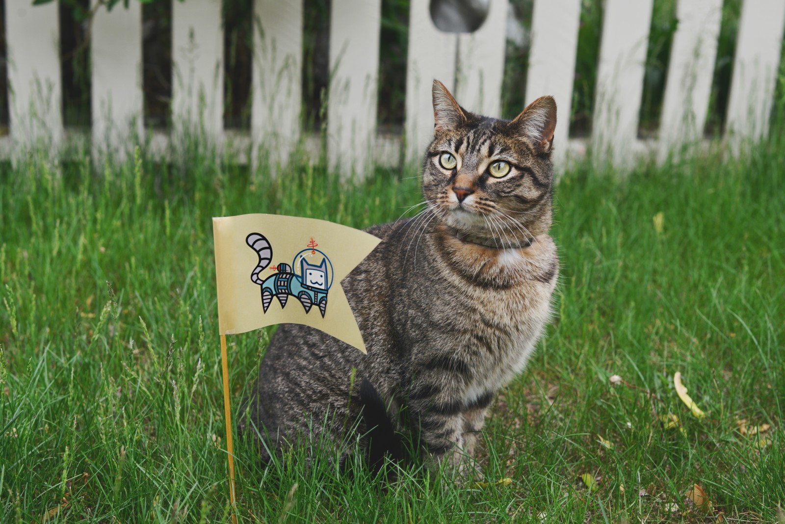 herbe, chat, drapeau, la barrière, le costume, Astronaute, la boîte, 8k +