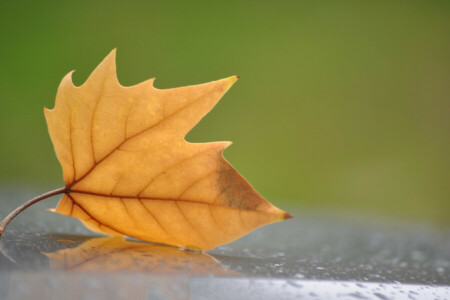 Hintergrund, Blatt, Gelb