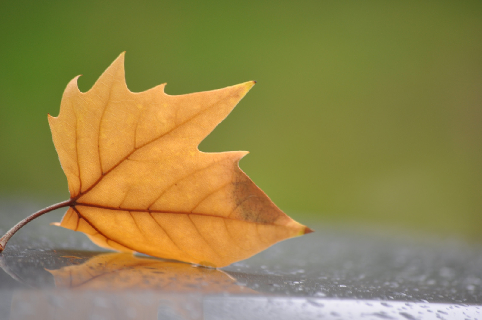 Hintergrund, Gelb, Blatt