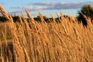 plume, champ, paysage, Le ciel