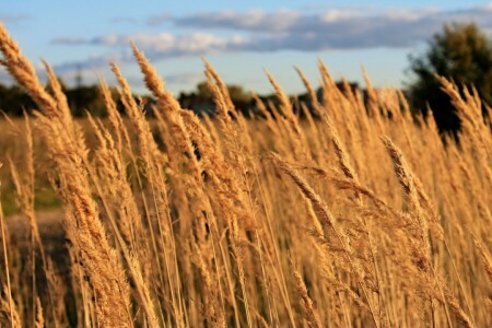 feather, field, landscape, the sky