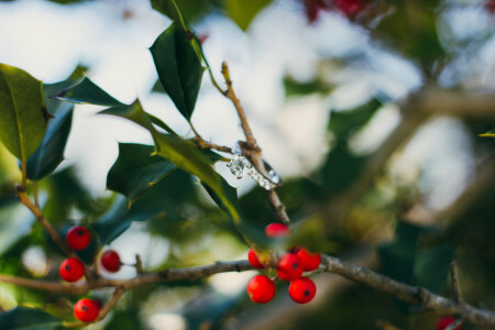 berries, branches, leaves, red, ring, stone