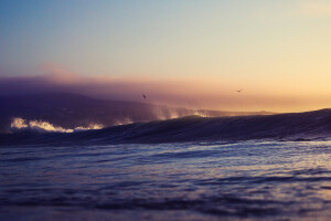 birds, hill, sea, squirt, sunset, wave