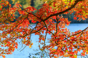 l'automne, forêt, feuilles, arbre, l'eau