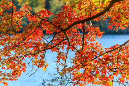 otoño, bosque, hojas, árbol, agua