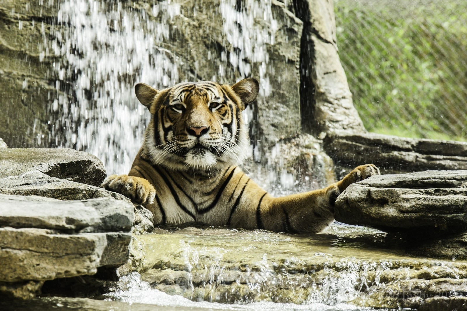 face, predator, bathing, wild cat, tiger, zoo