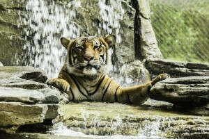 het baden, gezicht, roofdier, tijger, wilde kat, dierentuin