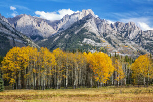 aspen, outono, Colorado, folhas, montanhas, o céu, árvores, EUA