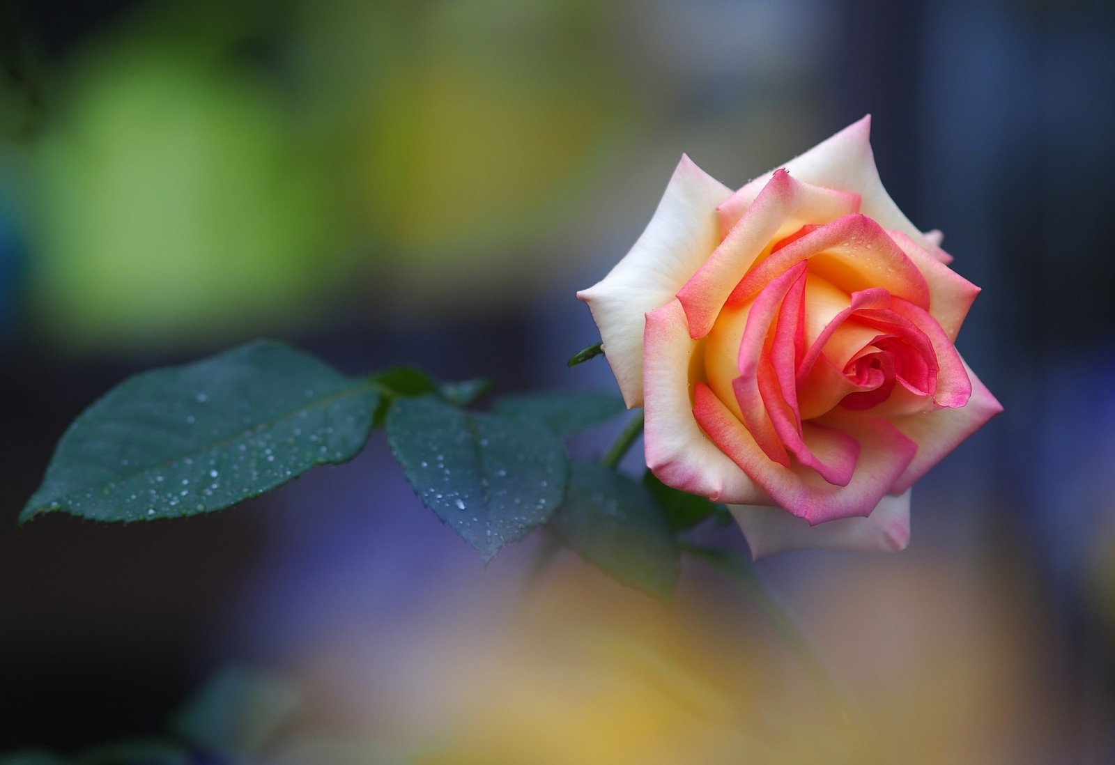 Rose, feuilles, Bourgeon