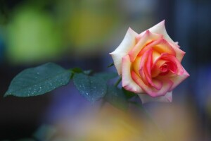 Bourgeon, feuilles, Rose