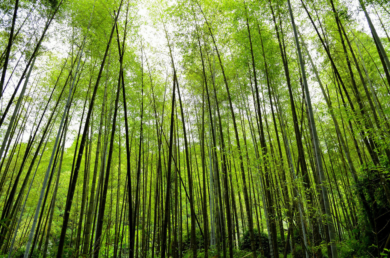 naturaleza, planta, bambú, matorrales