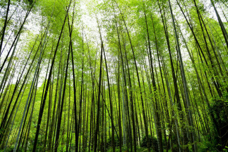 bambu, natur, växt, snår