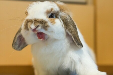 aggressive, fluffy, rabbit