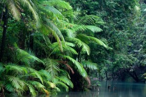 Daintree nemzeti park, erdő, növény, víz