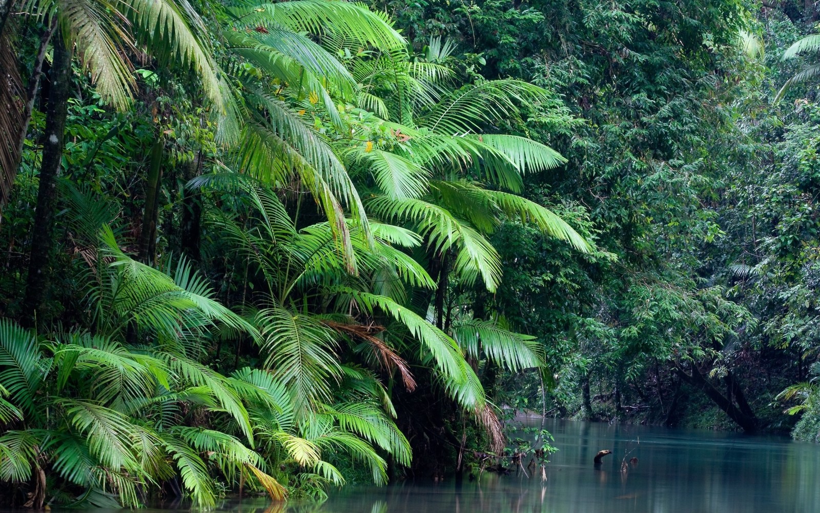 las, roślina, woda, Park narodowy Daintree