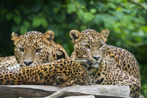 gatos, leopardos, Trindade, © Tambako O Jaguar