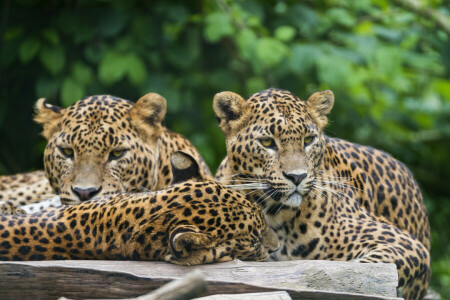 pisici, leoparzi, Treime, © Tambako Jaguarul