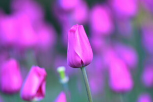 Bud, macro, pétalas, haste, Tulipa