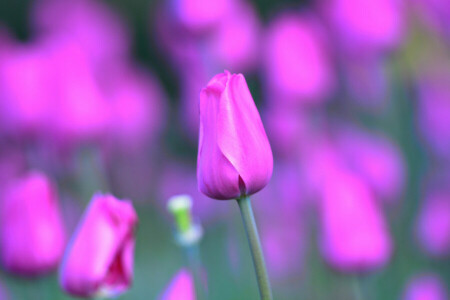 Bud, macro, petals, stem, Tulip