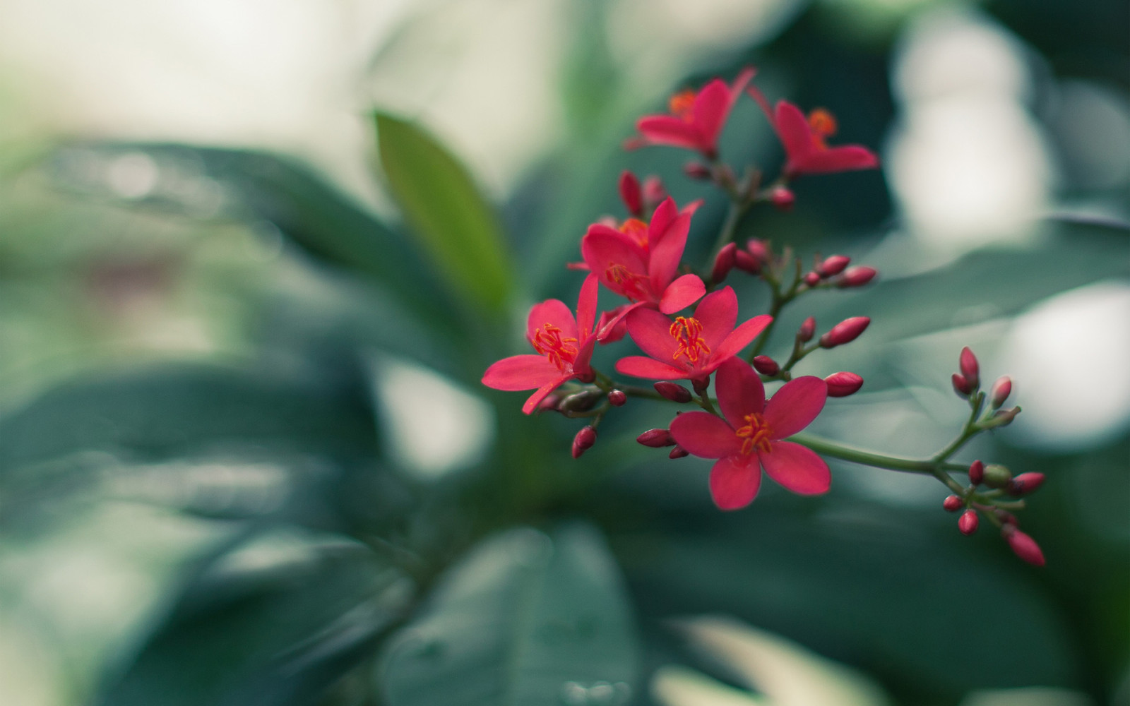 rood, groenten, bladeren, bloem, Afdeling, bloemknoppen, bloeiwijze