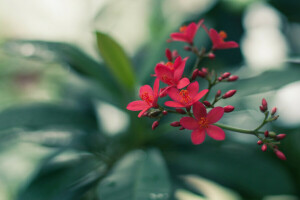 branch, buds, flower, greens, inflorescence, leaves, red