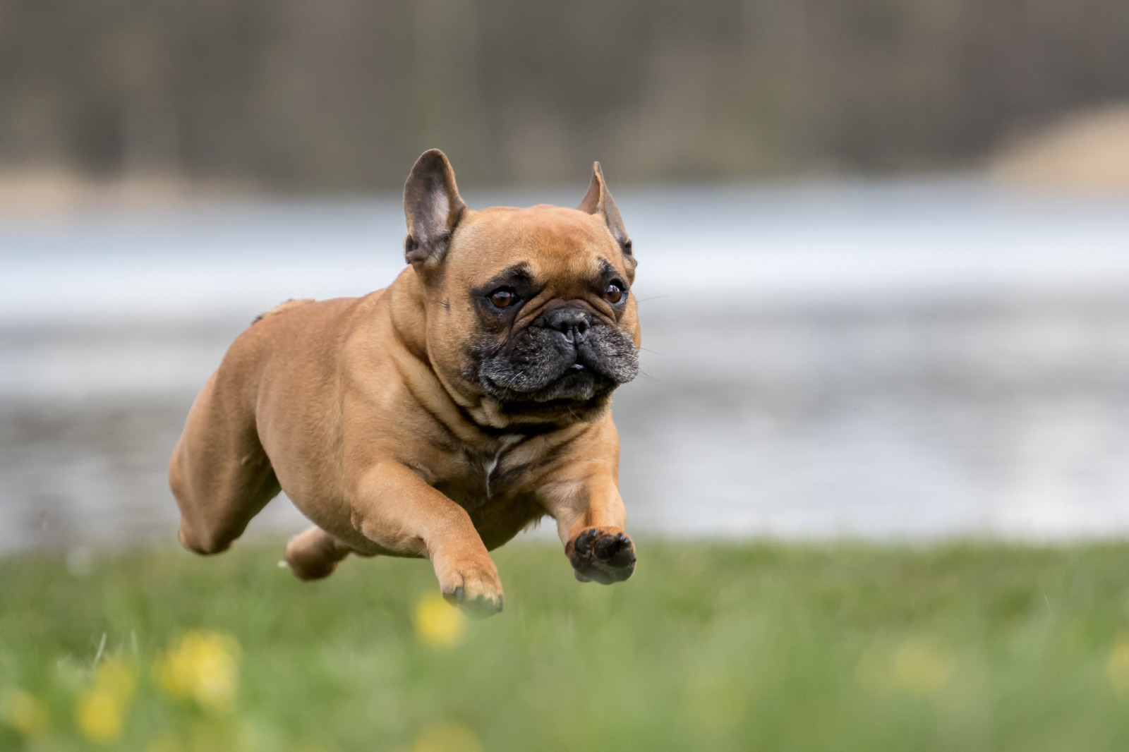 Hund, Laufen, fliegende französische Bulldogge