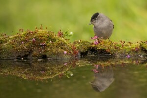 fågel, svarthätta, mossa, reflexion, Sångare, vatten