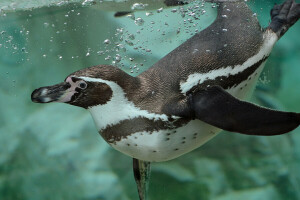 bubbles, Humboldt Penguin, penguin, swimmer, water