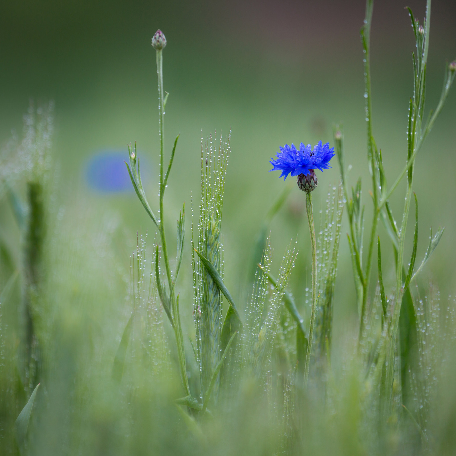 felt, blomst, Rosa, spikelets