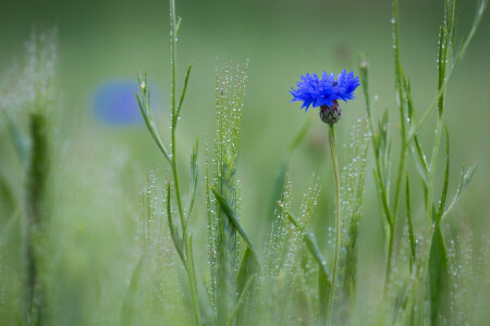 veld-, bloem, Rosa, aartjes