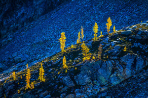 bergen, natur, träd