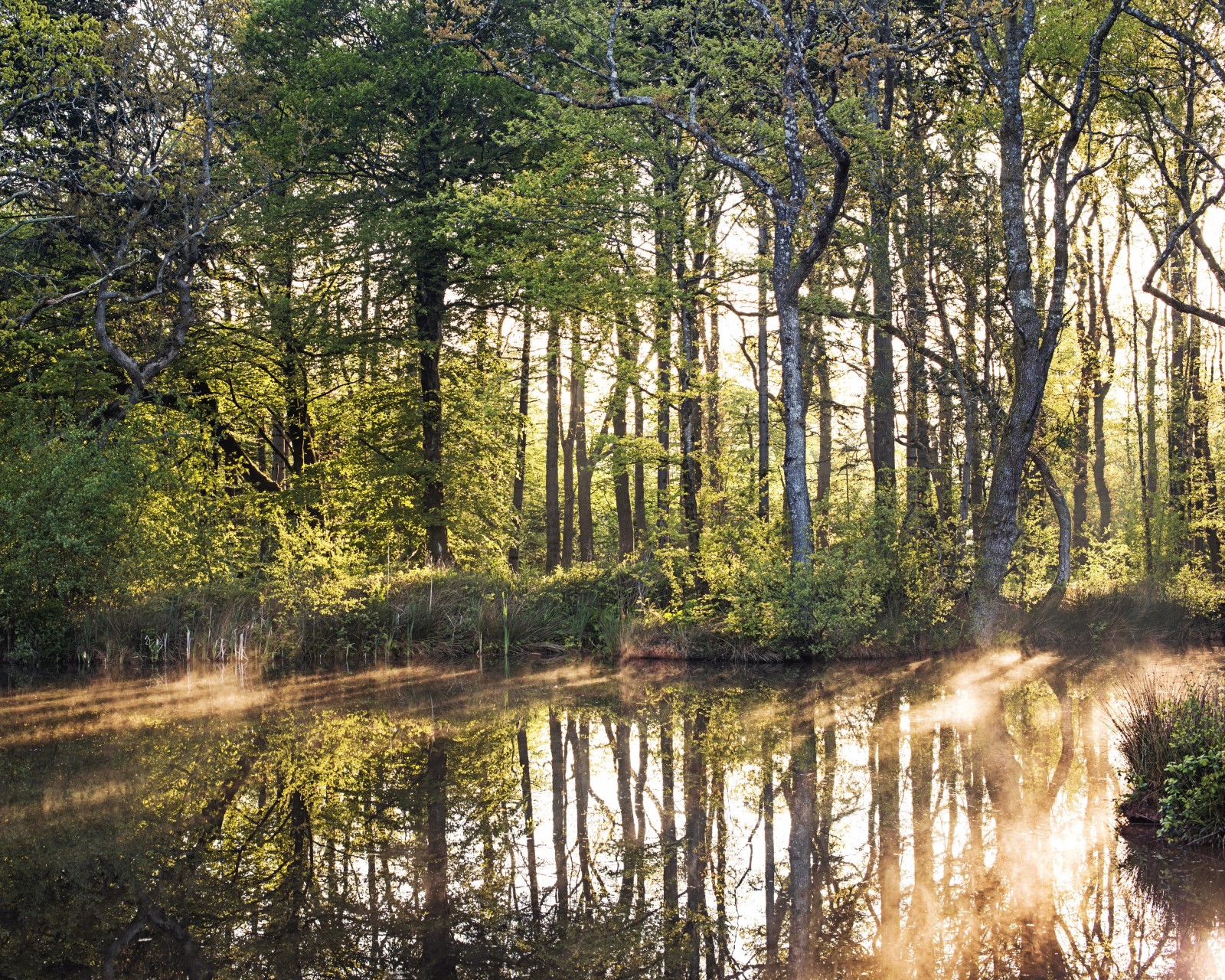 leggero, fiume, riva, fogliame, alberi, il Sole, arbusto