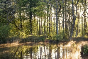 Laub, Licht, Fluss, Ufer, Strauch, Die Sonne, Bäume