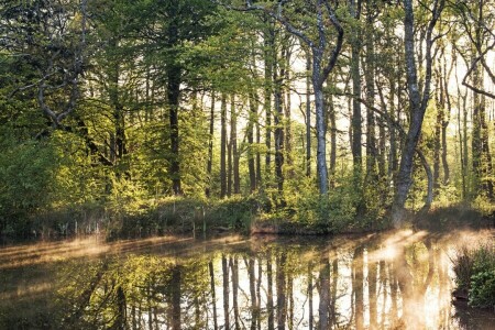 foliage, light, river, shore, shrub, the sun, trees