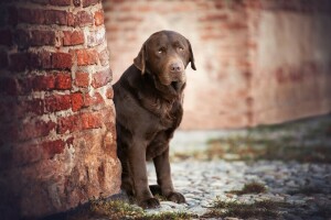 una mirada triste, perro, Labrador retriever, pared