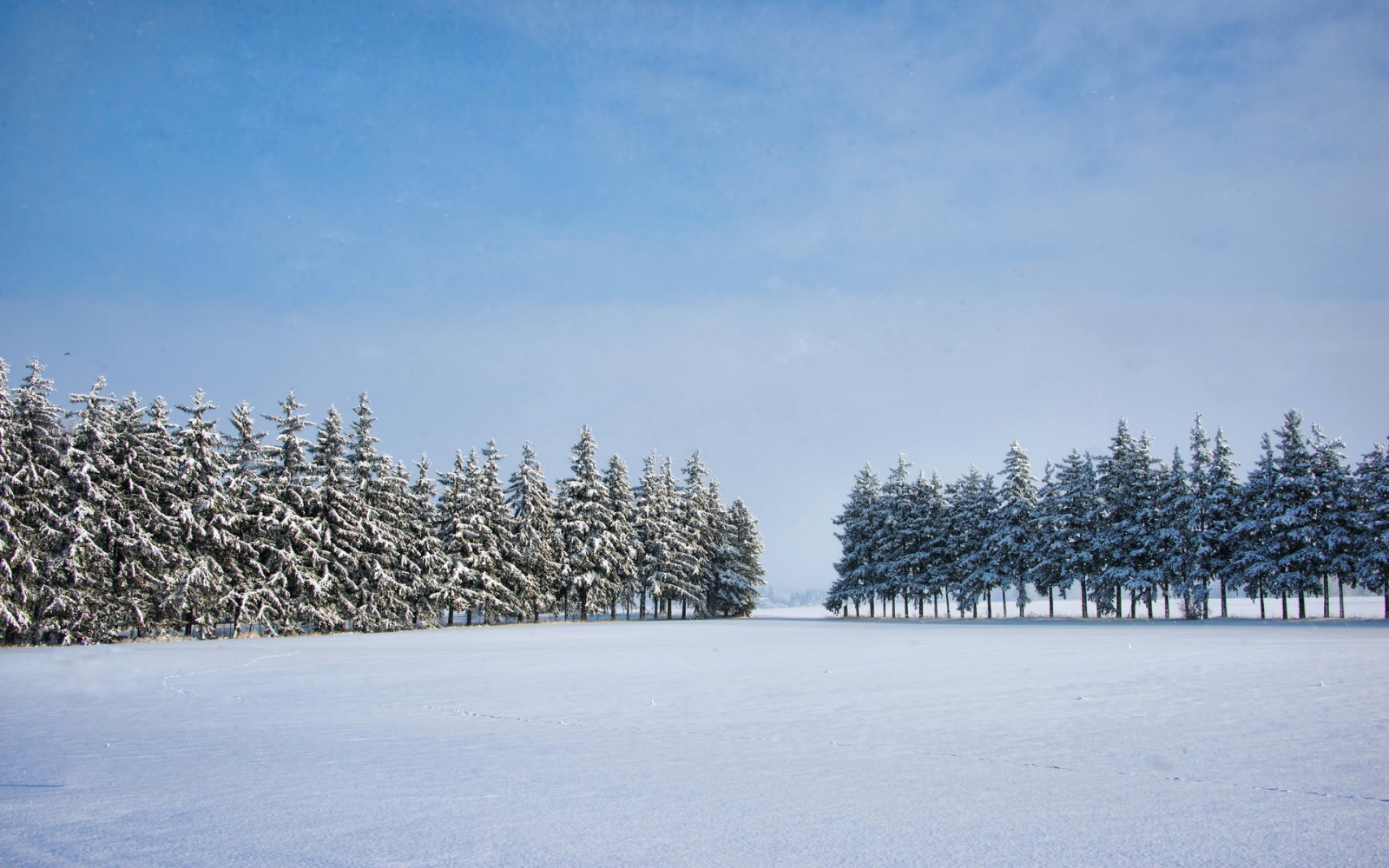 vinter-, träd, fält