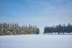 campo, alberi, inverno