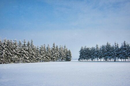 field, trees, winter