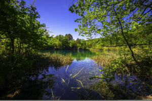 Chorvatsko, tráva, zelenina, jezero, křoví, stromy